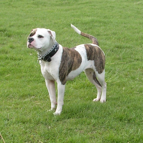 American Staffordshire Terrier