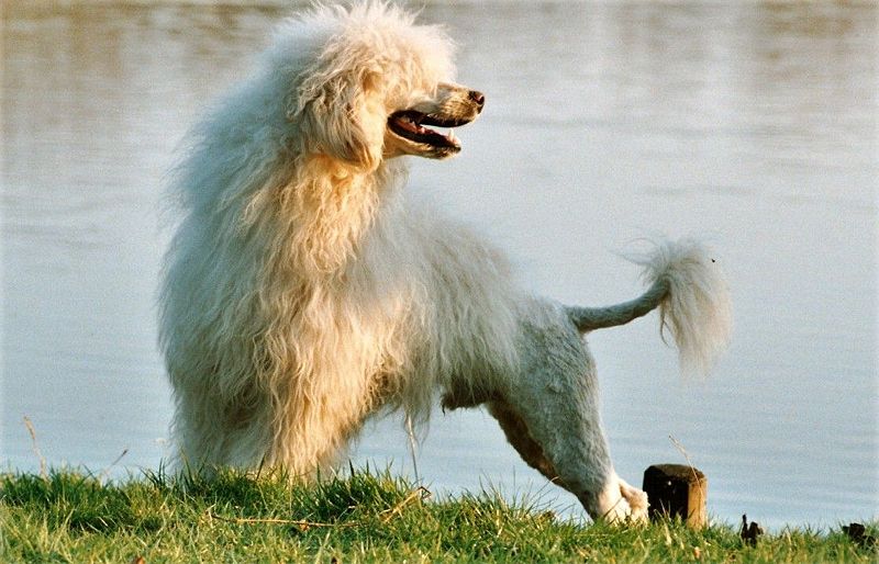 Cão de Agua Português - Portugiesischer Wasserhund