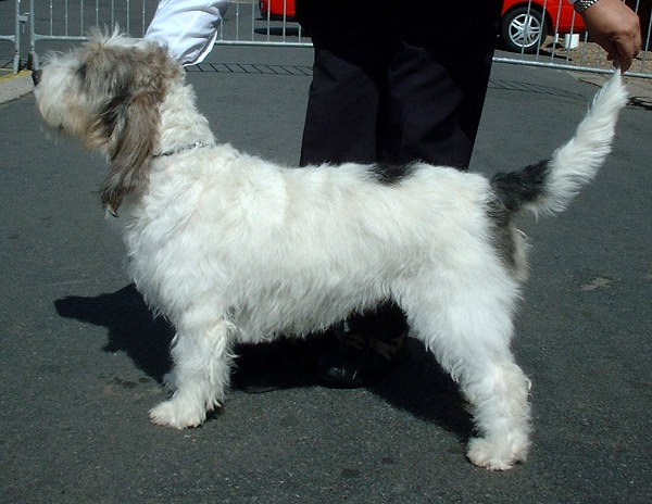 Grand Basset Griffon Venden