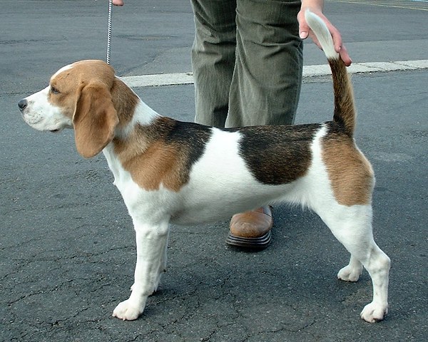 Laufhund - Beagle