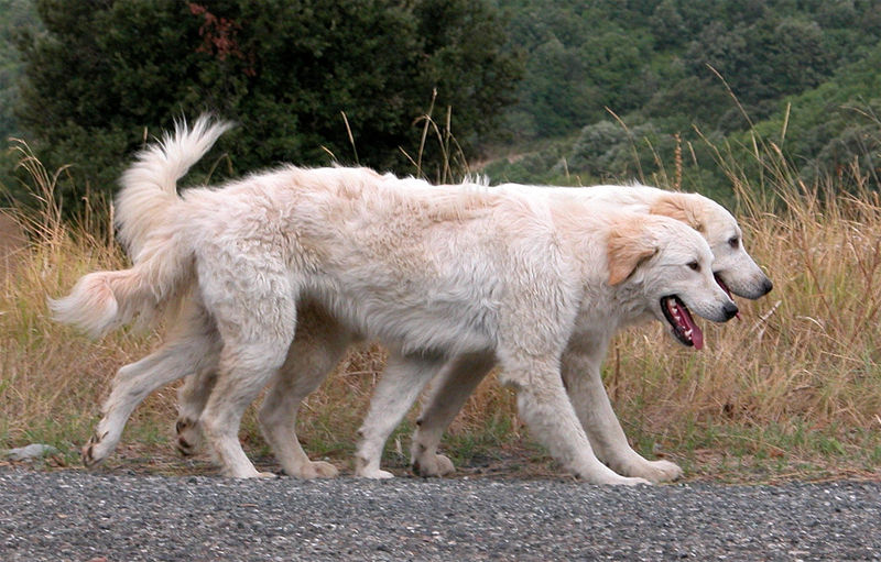 Maremmaner Hirtenhund