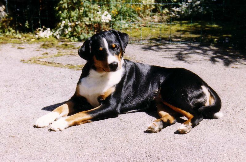 Pinscher - Schnauzer - Molosser - Sennenhunde