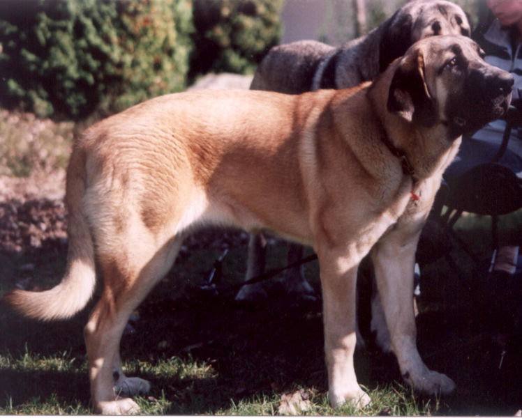 Spanische Dogge