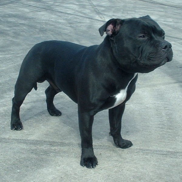 Staffordshire Bullterrier